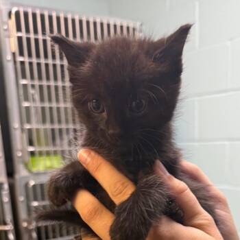Duffy -  American Shorthair Cat for Adoption in Jacksonville, Arkansas - Duffy | PetCurious