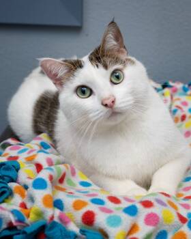 Rescue Domestic Short Hair Cats for Adoption in Boone, Iowa - Pepper | PetCurious