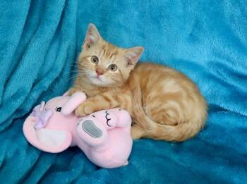 Tabby Cats Available for Adoption in St. Augustine, Florida - Clementine | PetCurious