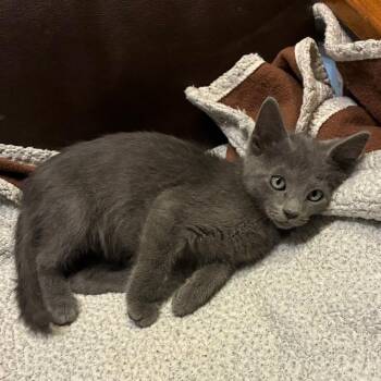 Blu -  Russian Blue Cat for Adoption in Carmel, Indiana - Blu | PetCurious