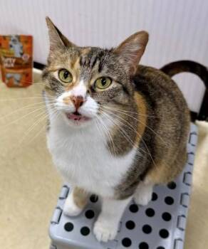 Domestic Short Hair Cats Available for Adoption in Kansas City, Missouri - Fresita | PetCurious