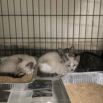 Billie Jean -  Domestic Short Hair Cat for Adoption in Long Beach, California - Billie Jean | PetCurious