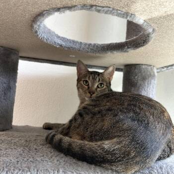 Rescue Domestic Short Hair Cats for Adoption in El Cajon, California - Lya | PetCurious