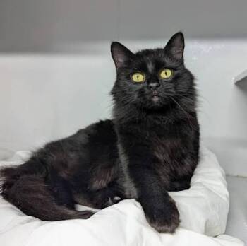 Onyx -  Domestic Long Hair Cat for Adoption in Parker, Colorado - Onyx | PetCurious