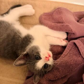 Domestic Short Hair Cats Available for Adoption - Stormy In Oakton, VA *adoption Pending* | PetCurious