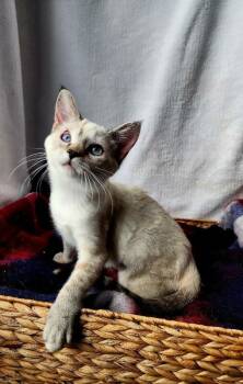 Rescue Domestic Short Hair Cats for Adoption in Georgetown, Ohio - Enid | PetCurious