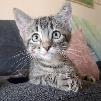Fiddy -  Domestic Short Hair and Tabby Cat for Adoption in Yorba Linda, California - Fiddy | PetCurious