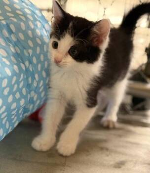 Oreo (Available est 6/26/26) -  Domestic Short Hair Cat for Adoption in Williamsburg, Iowa - Oreo (Available Est 6/26/26) | PetCurious