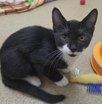 Hot Tub -  Domestic Short Hair Cat for Adoption in Plover, Wisconsin - Hot Tub | PetCurious