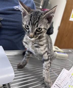 BINGO -  Domestic Short Hair Cat for Adoption in Norco, California - BINGO | PetCurious