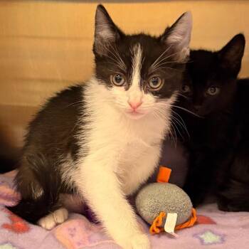 Lovebug -  Domestic Short Hair Cat for Adoption in Keizer, Oregon - Lovebug | PetCurious