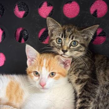 Buck -  Domestic Short Hair Cat for Adoption in Fenton, Michigan - Buck | PetCurious