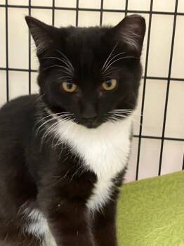 Domestic Short Hair Cats Available for Adoption - Marco | PetCurious