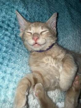 Peanut Butter -  Domestic Medium Hair Cat for Adoption in Glendale, Arizona - Peanut Butter | PetCurious