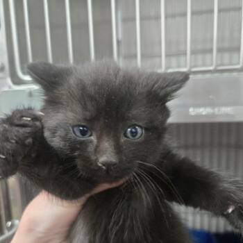 Pancake -  Domestic Short Hair Cat for Adoption in Idaho Falls, Idaho - Pancake | PetCurious