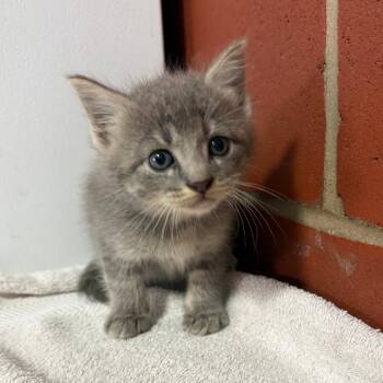 Goody -  Domestic Short Hair Cat for Adoption in Cabot, Arkansas - Goody | PetCurious