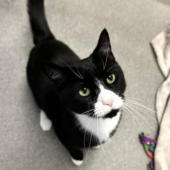 Lucious -  Domestic Short Hair Cat for Adoption in Concord, New Hampshire - Lucious | PetCurious