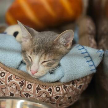 Nova -  Domestic Short Hair Cat for Adoption in Tipton, Indiana - Nova | PetCurious