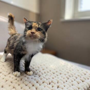 Lisa -  Calico and Domestic Medium Hair Cat for Adoption in Chuckey, Tennessee - Lisa | PetCurious
