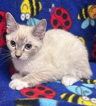 Olivia -  Domestic Short Hair Cat for Adoption in Madison, Georgia - Olivia | PetCurious