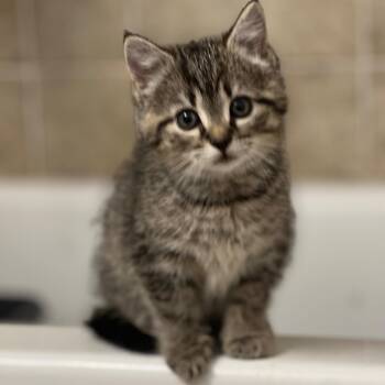 Rescue Tabby and Domestic Short Hair Cats for Adoption in UNIVERSITY PA, Maryland - Ryman | PetCurious