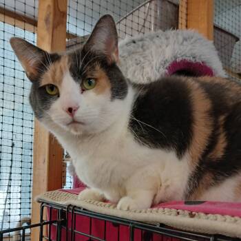 Rescue Domestic Short Hair and Calico Cats for Adoption in Germansville, Pennsylvania - Dairy Queen | PetCurious