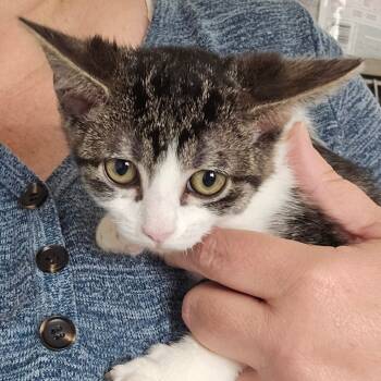 Rescue Domestic Short Hair Cats for Adoption in Eagle Mountain, Utah - Cranberry Orr | PetCurious