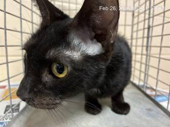 Domestic Short Hair Cats Available for Adoption - A360153 | PetCurious