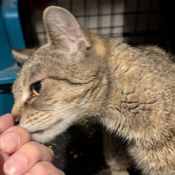 Rescue Domestic Short Hair Cats for Adoption in Greenwood, Missouri - Hazard | PetCurious