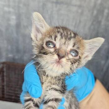 MARINA -  Domestic Short Hair Cat for Adoption in San Antonio, Texas - MARINA | PetCurious