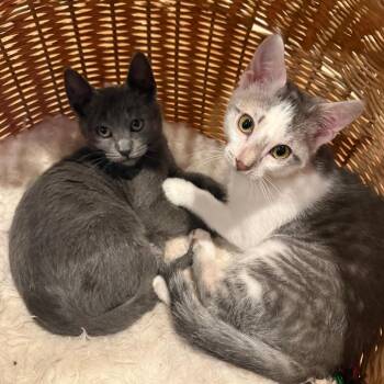 Domestic Short Hair Cats Available for Adoption in Tustin, California - Phil DeVille | PetCurious