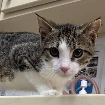 Domestic Short Hair Cats Available for Adoption - Peanut | PetCurious
