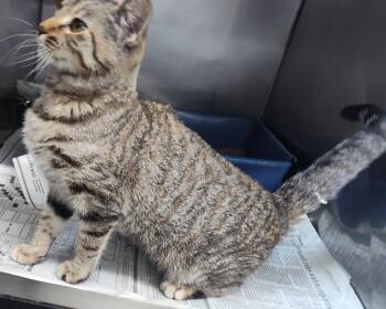 Rescue Tabby Cats for Adoption in Claremore, Oklahoma - Baby Shark | PetCurious