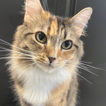 Trixie -  Domestic Long Hair Cat for Adoption in Ruckersville, Virginia - Trixie | PetCurious