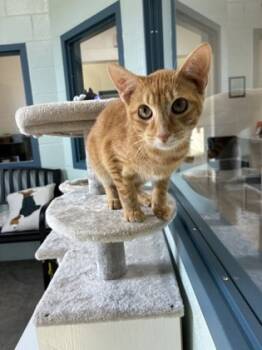 Rescue Domestic Short Hair Cats for Adoption in Barnesville, Georgia - 25-127 Chester | PetCurious