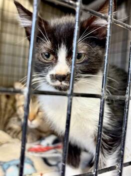 Rescue Domestic Short Hair Cats for Adoption in Lawrenceville, Illinois - Mr. Mustache | PetCurious