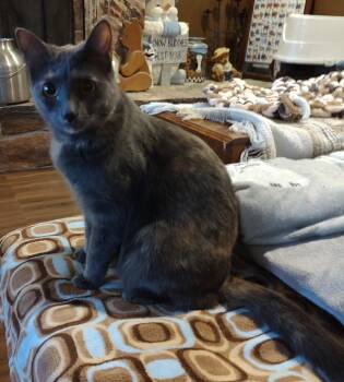 Domestic Short Hair Cats Available for Adoption in Phoenix, Arizona - Rosie Carver | PetCurious