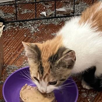 Bean -  Calico Cat for Adoption in Oriental, North Carolina - Bean | PetCurious