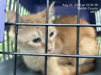 SIEANNA -  Domestic Short Hair Cat for Adoption in Ocala, Florida - SIEANNA | PetCurious