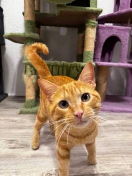 Domestic Short Hair Cats Available for Adoption in Maitland, Florida - Morris | PetCurious