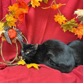 Casey -  Domestic Short Hair Cat Available for Adoption in Youngtown, Arizona - Casey | PetCurious