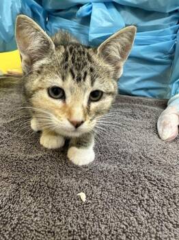 Hayley -  Domestic Short Hair Cat for Adoption in Raleigh, North Carolina - Hayley | PetCurious