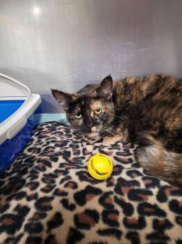 Tortelini -  Domestic Short Hair Cat for Adoption in Linton, Indiana - Tortelini | PetCurious