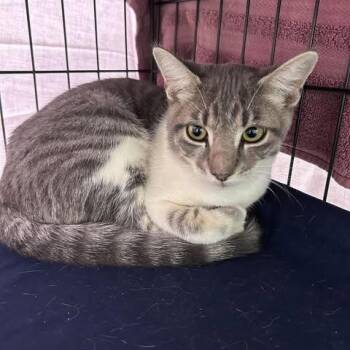 Lulu 26-09-157 -  Domestic Short Hair Cat for Adoption in Bastrop, Texas - Lulu 26-09-157 | PetCurious