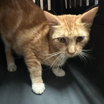 Puffy Vest Yogi -  Domestic Short Hair Cat for Adoption in Austin, Texas - Puffy Vest Yogi | PetCurious
