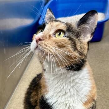 Julep -  Domestic Short Hair Cat for Adoption in Riverside, California - Julep | PetCurious