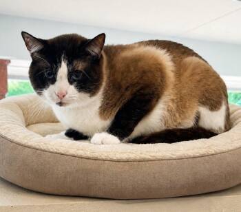 Sammy -  Siamese Cat for Adoption in Slidell, Louisiana - Sammy | PetCurious