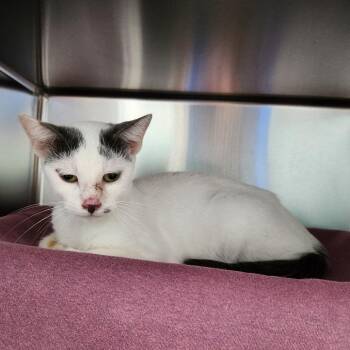 Dolly -  Domestic Short Hair Cat for Adoption in Walker, Michigan - Dolly | PetCurious