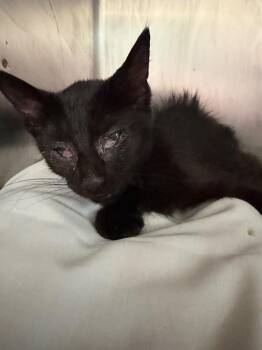 Corey -  Domestic Short Hair Cat for Adoption in Pomona, New York - Corey | PetCurious