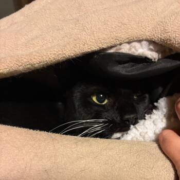 Rescue Domestic Short Hair Cats for Adoption in Johnstown, Pennsylvania - Oreo | PetCurious